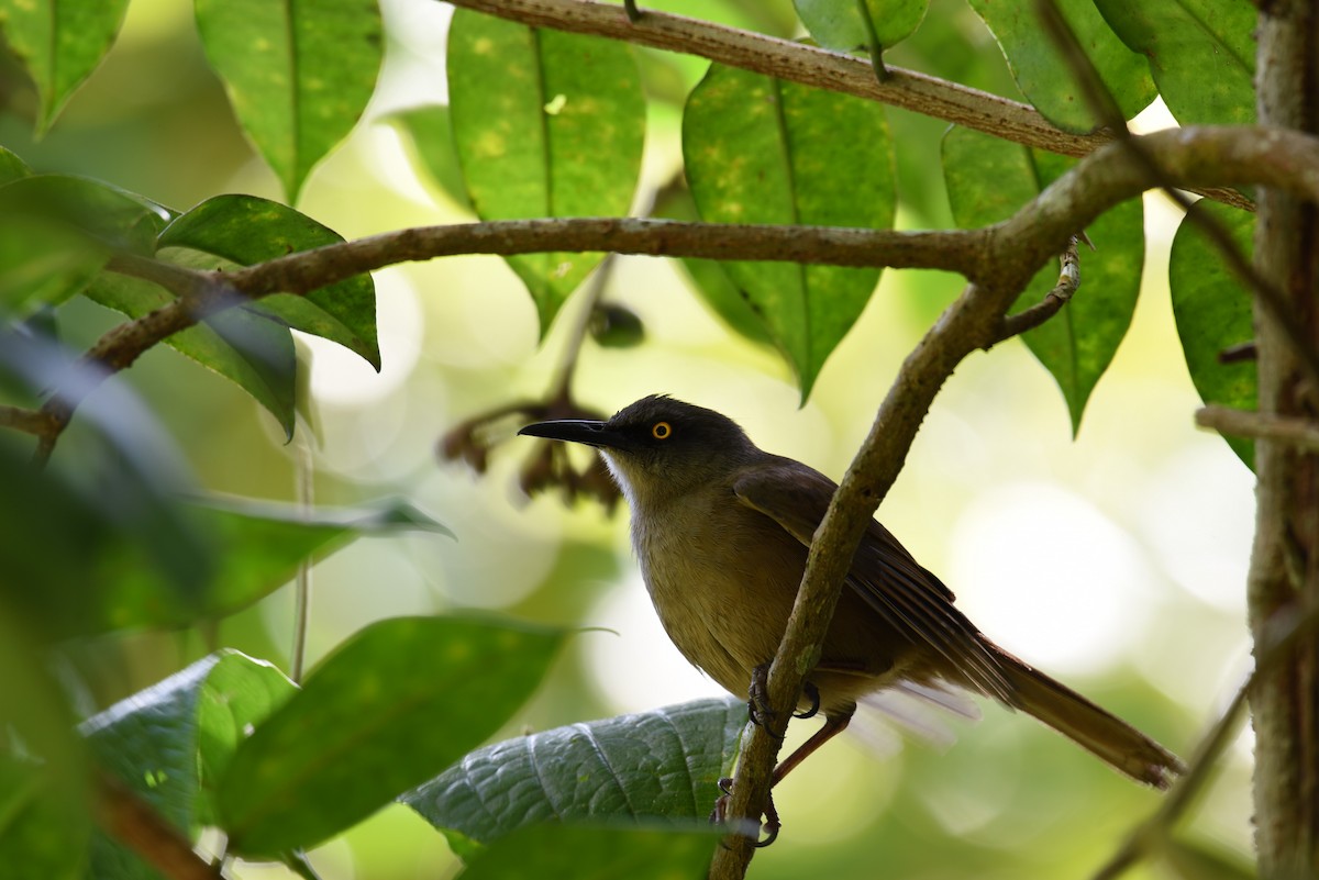 Brown Trembler - Hannes Leonard