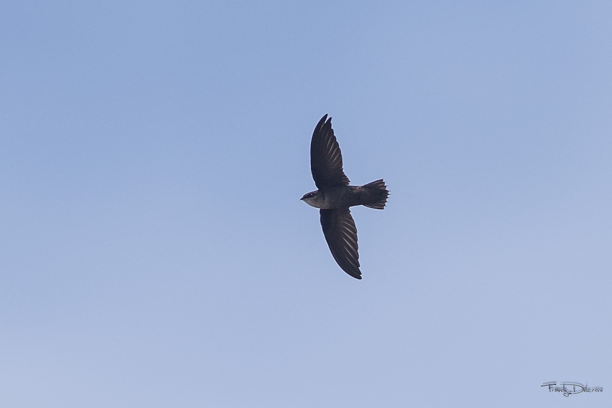 Chimney Swift - Frantz Delcroix (Duzont)
