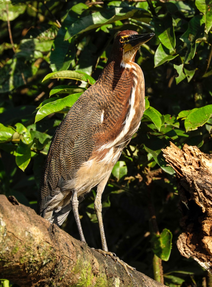 Rufescent Tiger-Heron - ML149718501