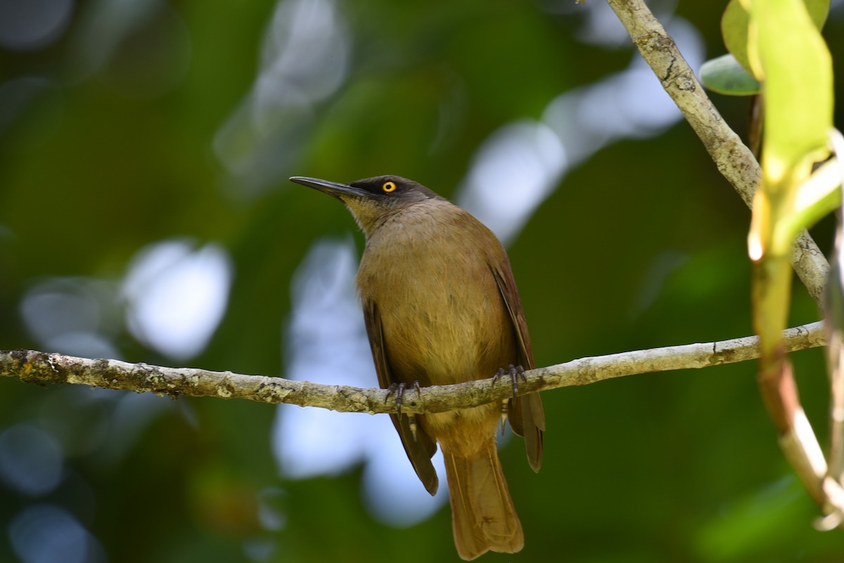 Brown Trembler - Hannes Leonard