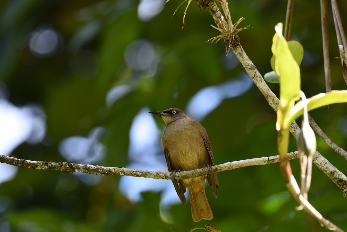 Brown Trembler - Hannes Leonard