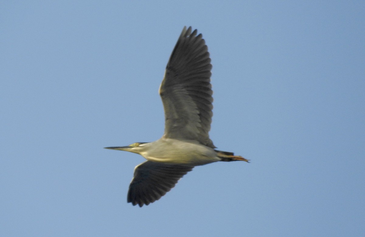 Striated Heron - Noam Markus