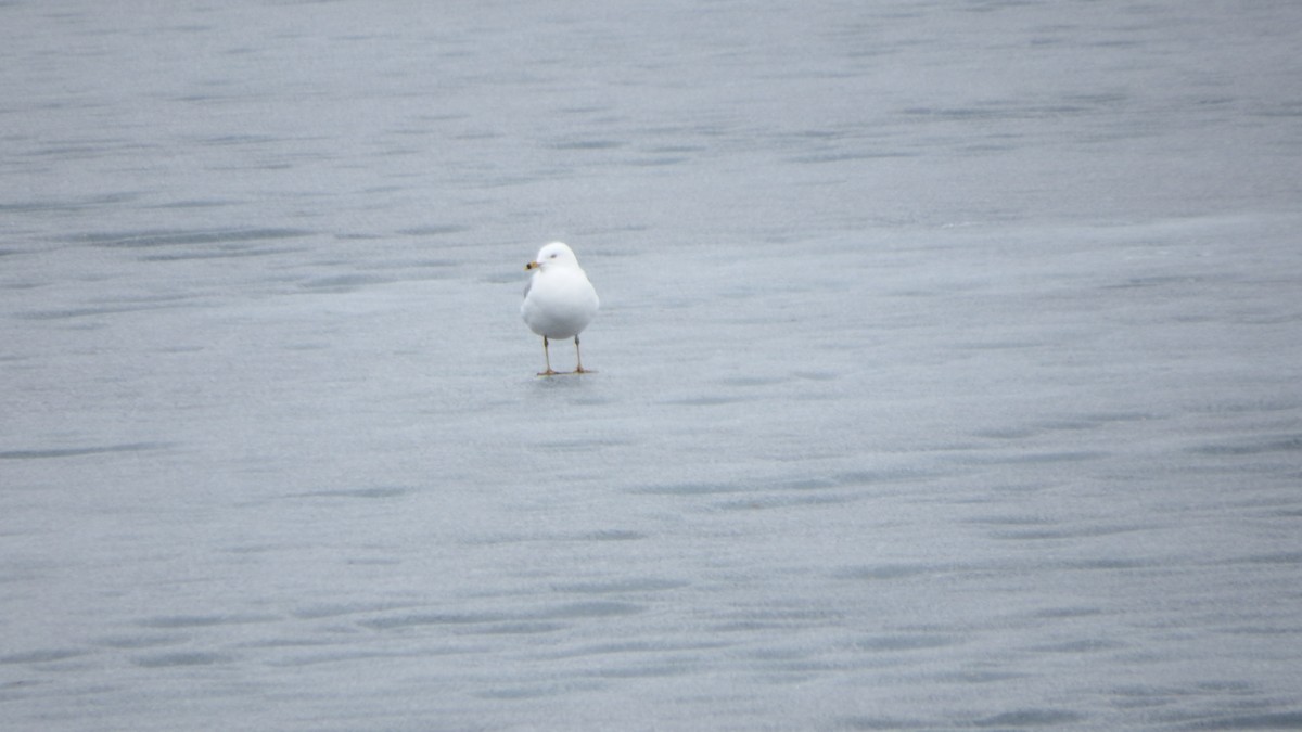 Ring-billed Gull - Aaron Ludwig