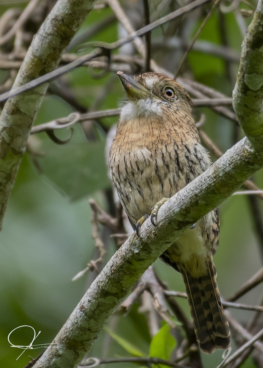 Western Striolated-Puffbird - ML149719561