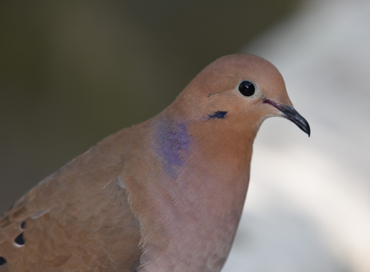 Zenaida Dove - ML149719571