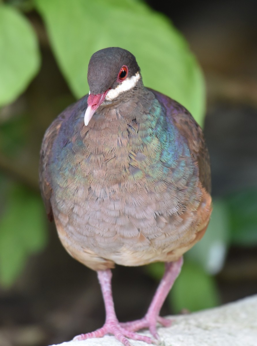 Bridled Quail-Dove - Hannes Leonard