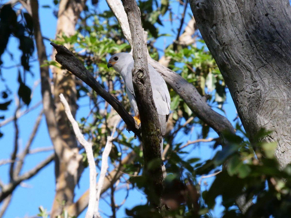 Gray Goshawk - ML149720701