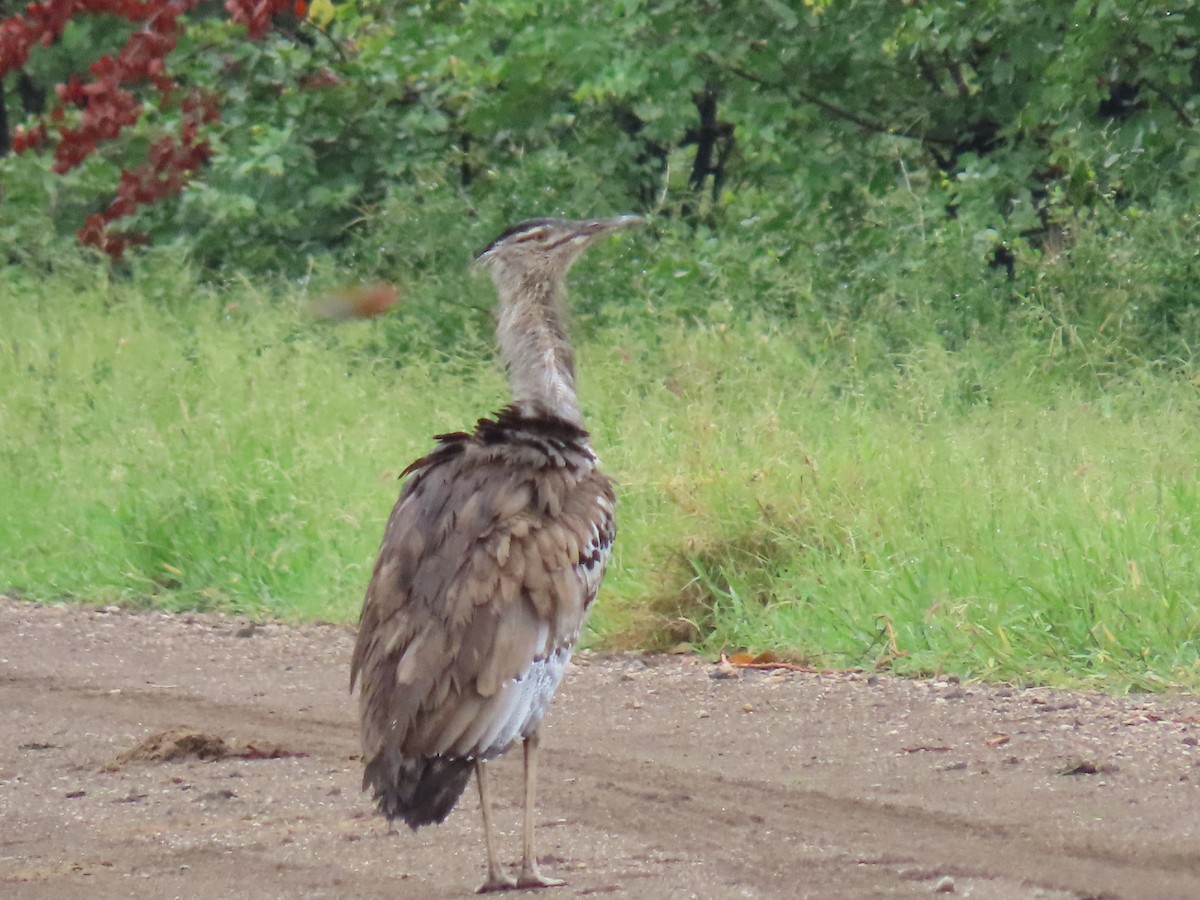 Kori Bustard - ML149721681