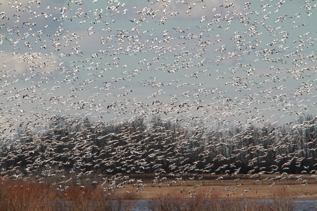 Snow Goose - Paul and Tiina Payson