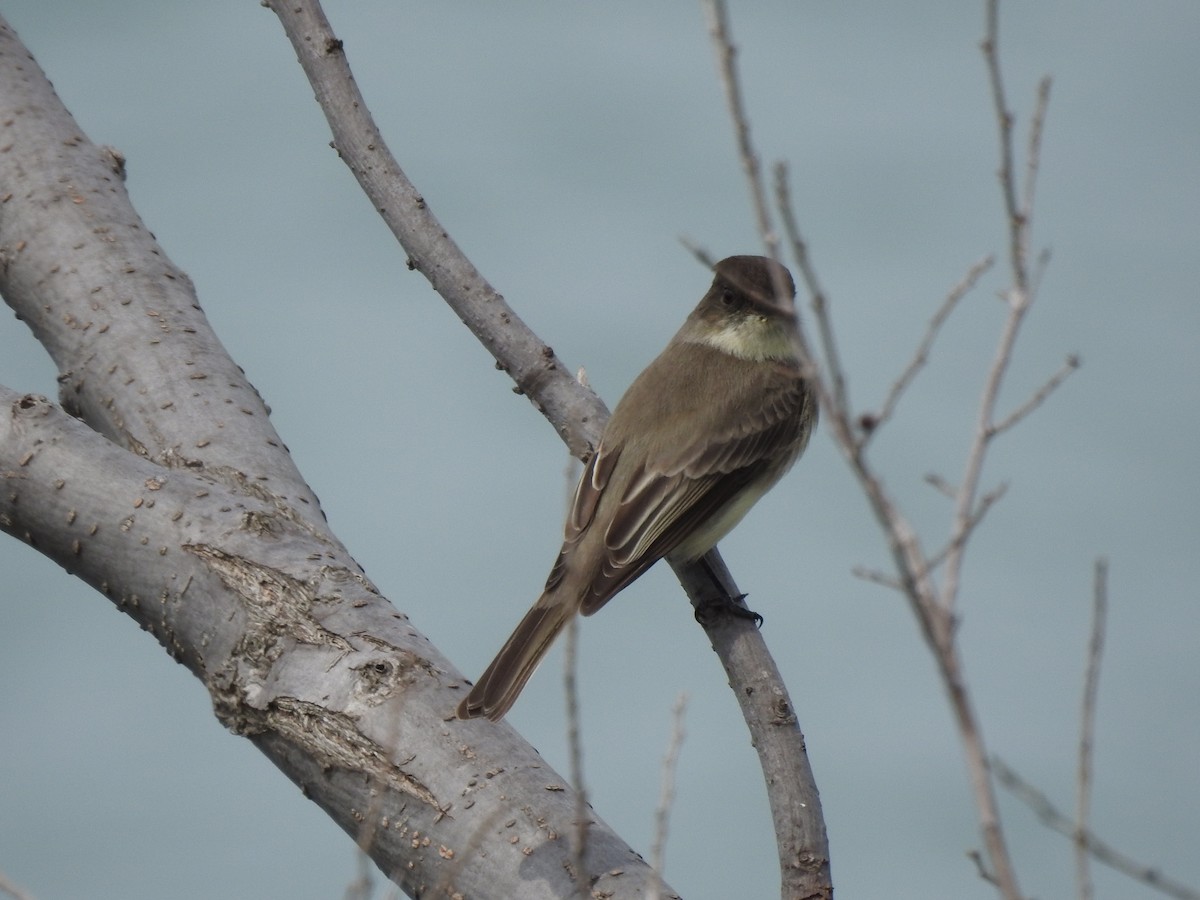 Eastern Phoebe - ML149723571