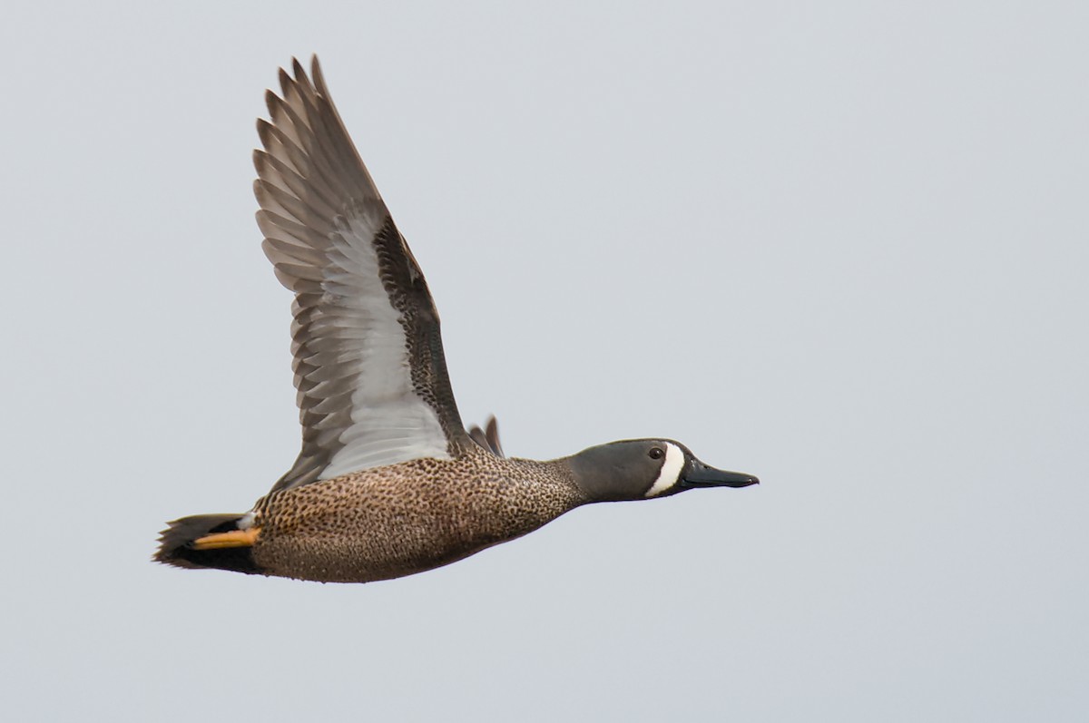 Blue-winged Teal - ML149723611