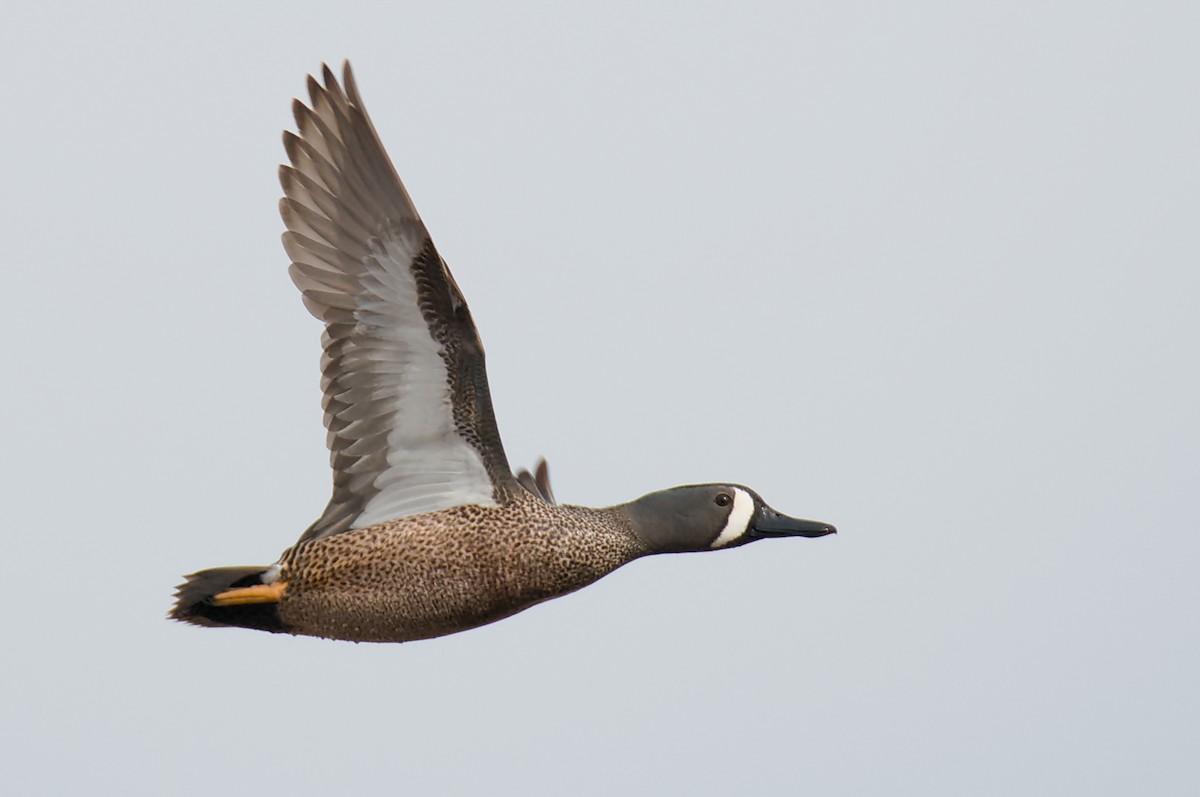 Blue-winged Teal - Dana Siefer