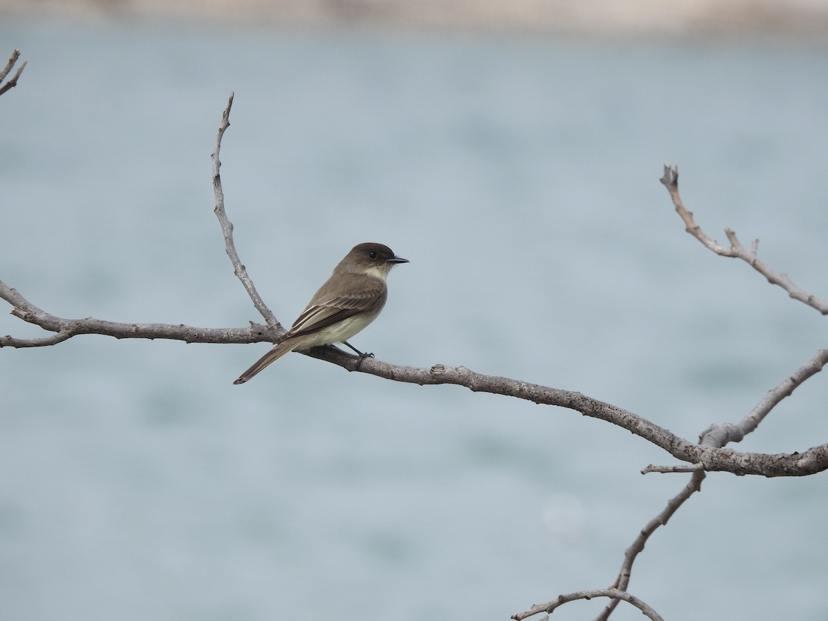 Eastern Phoebe - ML149723661