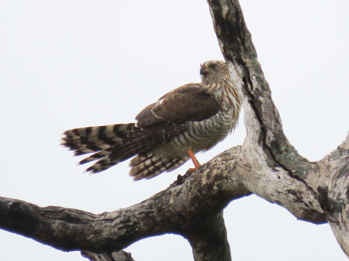 Gabar Goshawk - ML149723841