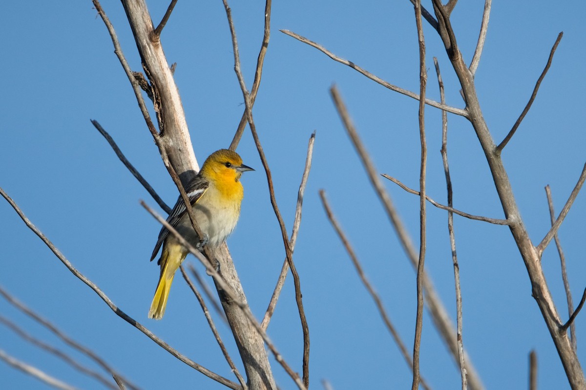 Bullock's Oriole - ML149725181