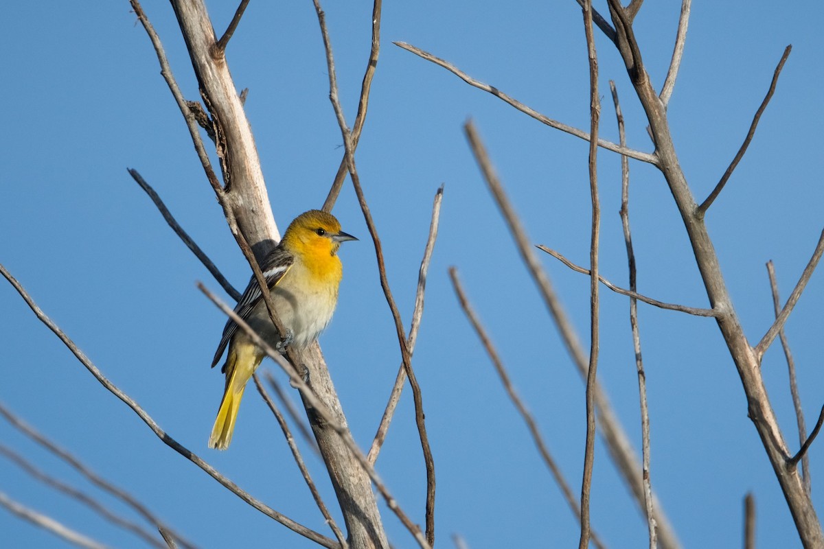 Bullock's Oriole - ML149725181