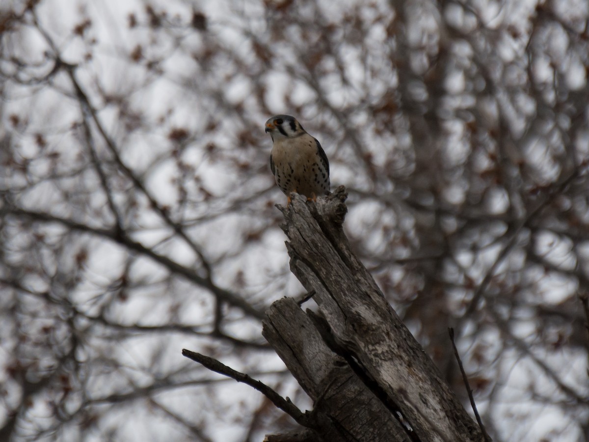 American Kestrel - Sebastian Jones