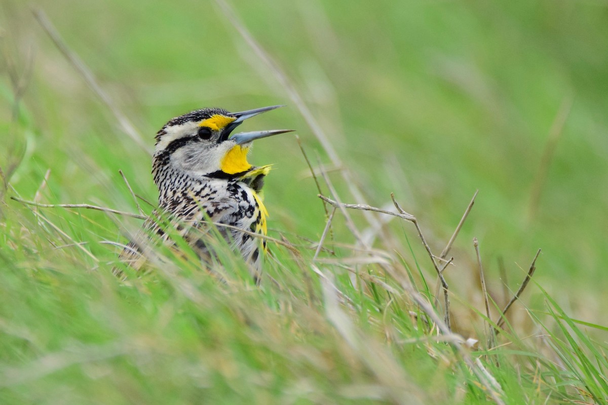 Eastern Meadowlark - Ben  Lucking