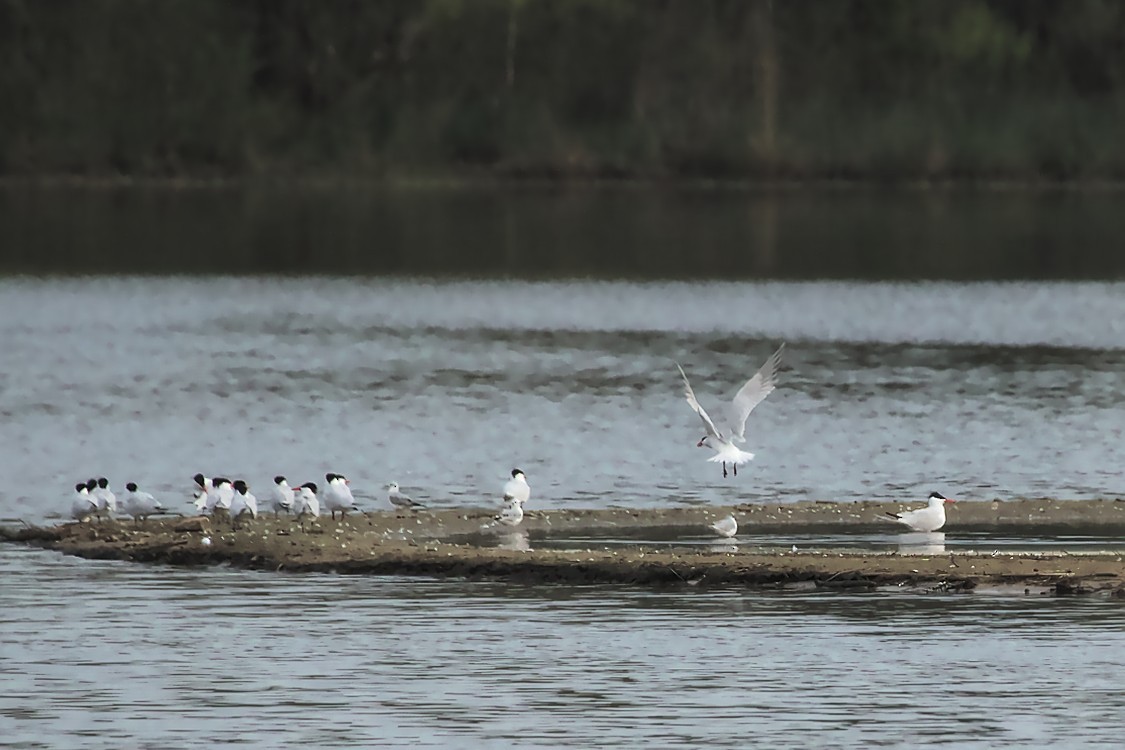 Caspian Tern - ML149731741