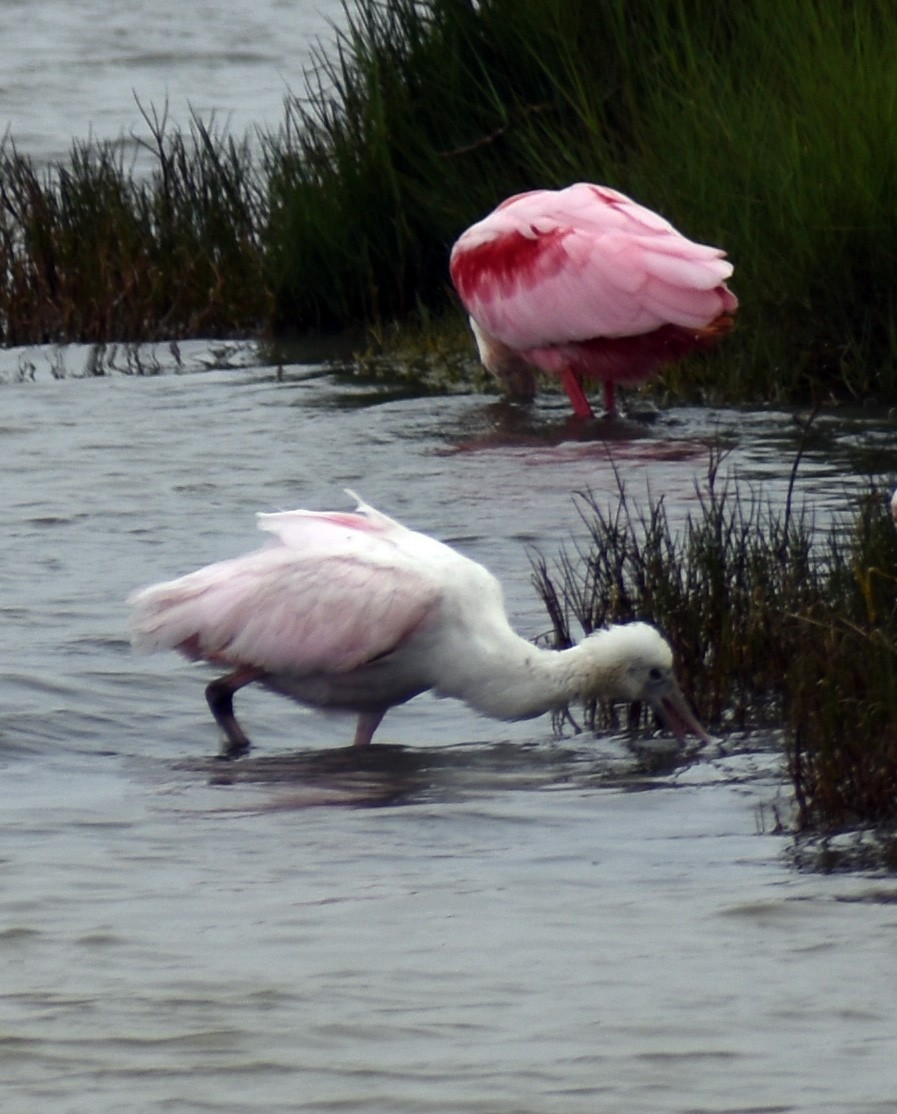 Roseate Spoonbill - ML149733311