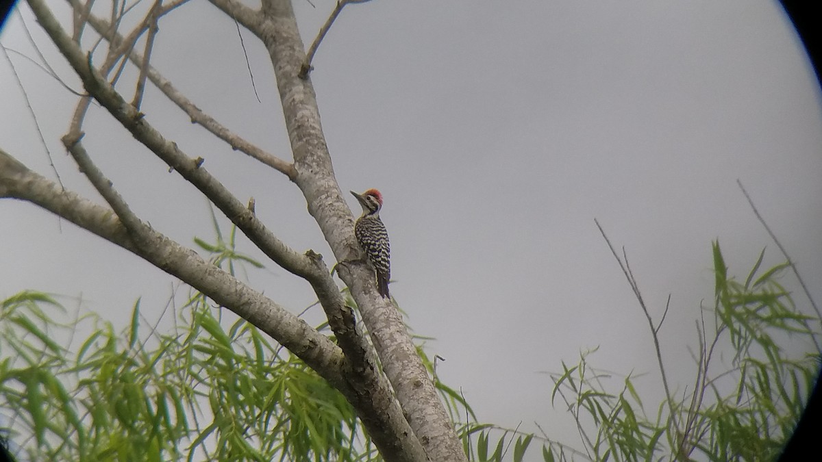 Ladder-backed Woodpecker - Phil Cumming