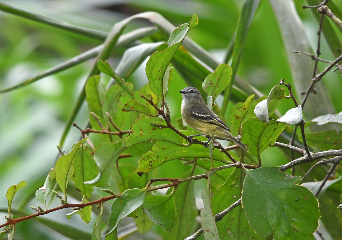 Yellow-crowned Tyrannulet - ML149734411
