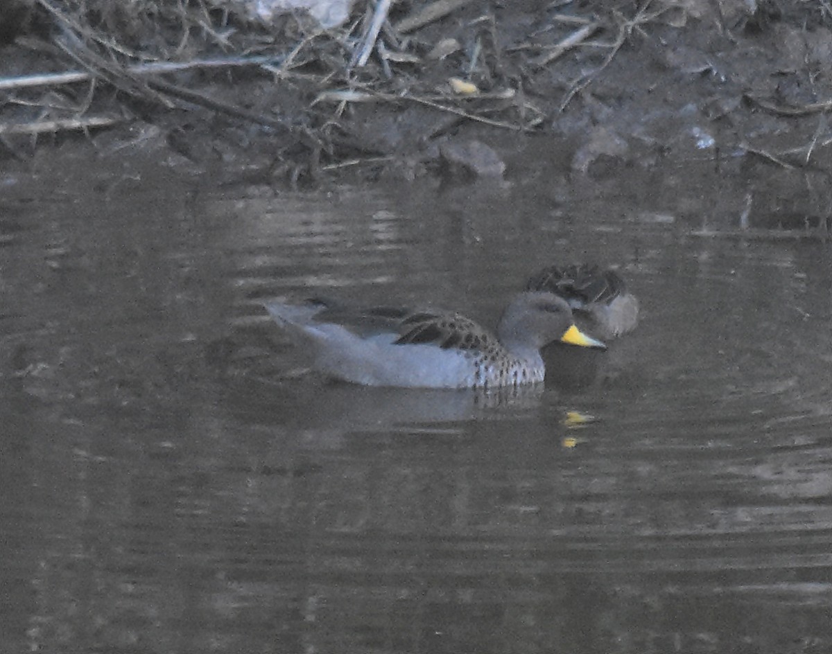 Yellow-billed Teal - ML149734571