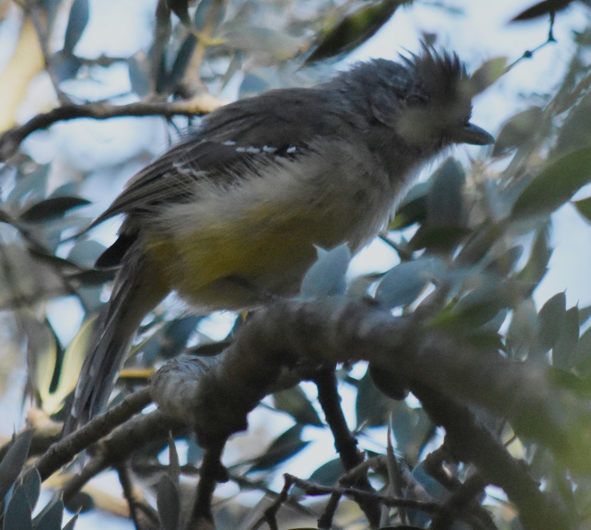 Variable Antshrike - andres ebel