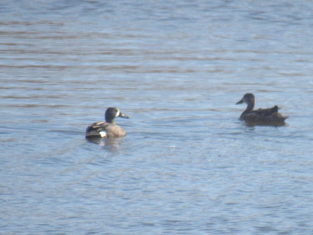 Blue-winged Teal - ML149737671