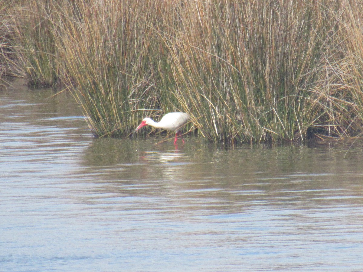 White Ibis - ML149738211