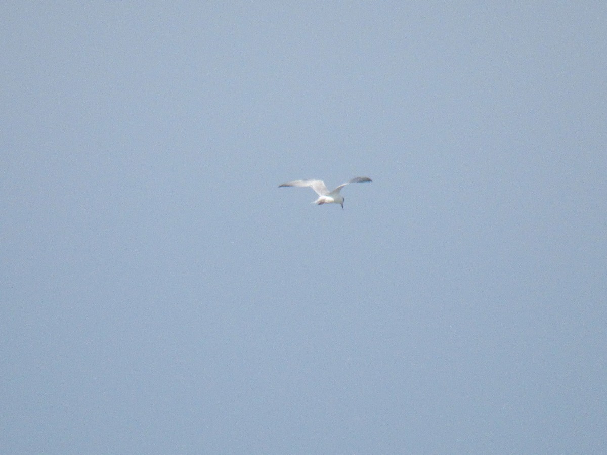 Forster's Tern - ML149738451