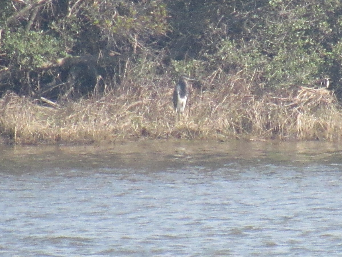 Tricolored Heron - ML149738921