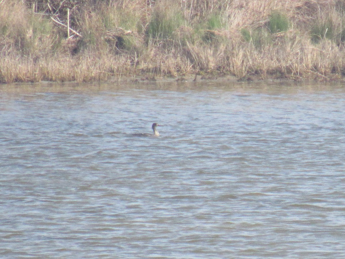 Red-breasted Merganser - ML149739121