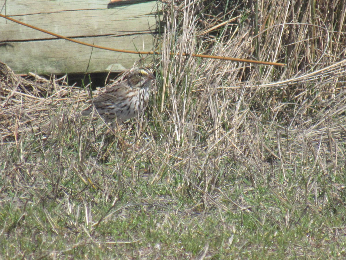 Savannah Sparrow - ML149739431