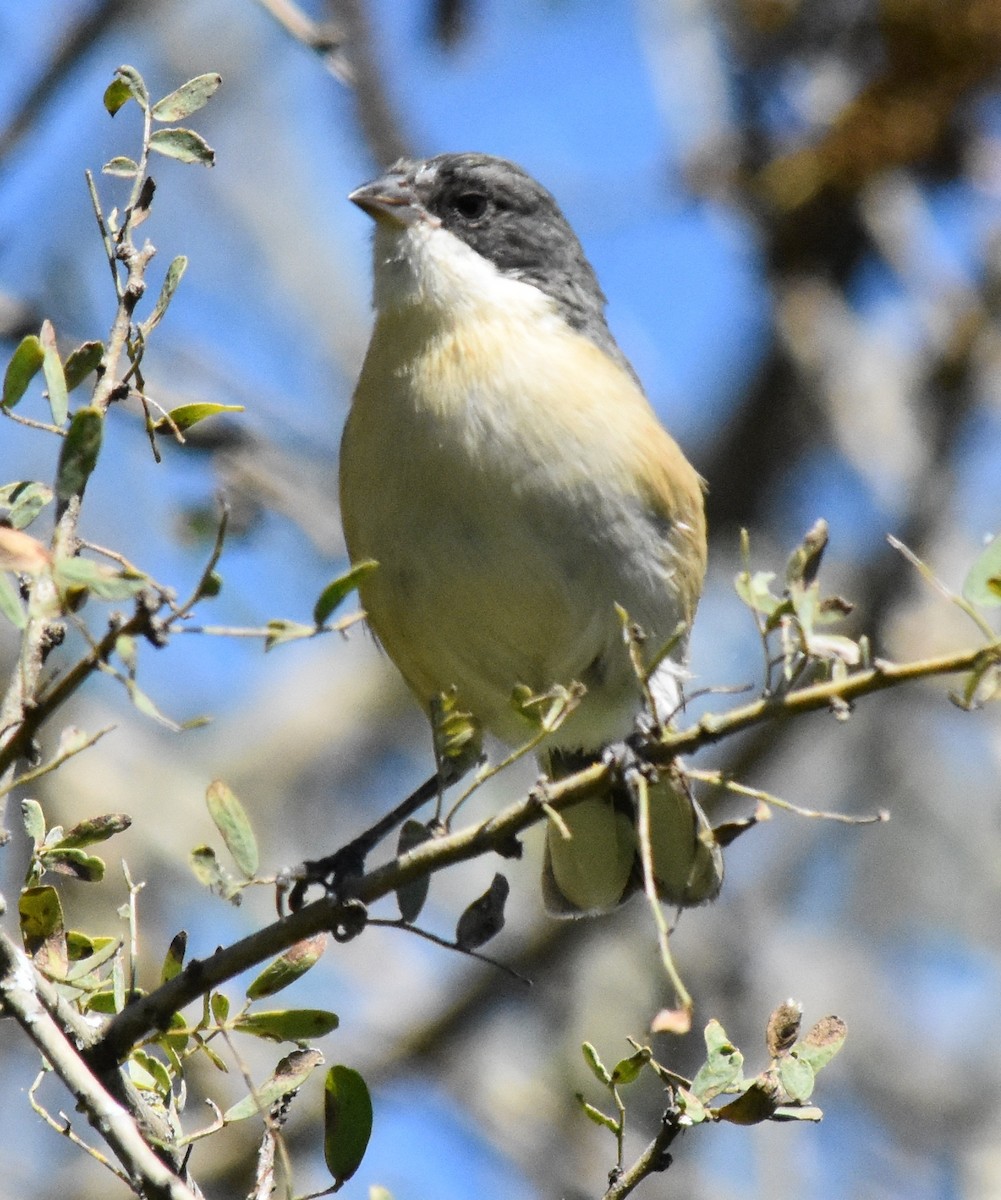 Black-capped Warbling Finch - andres ebel