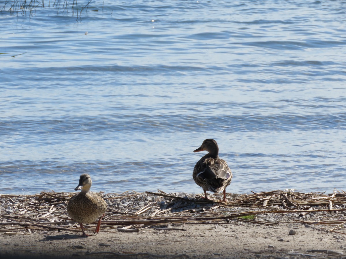 Зэрлэг нугас - ML149739831