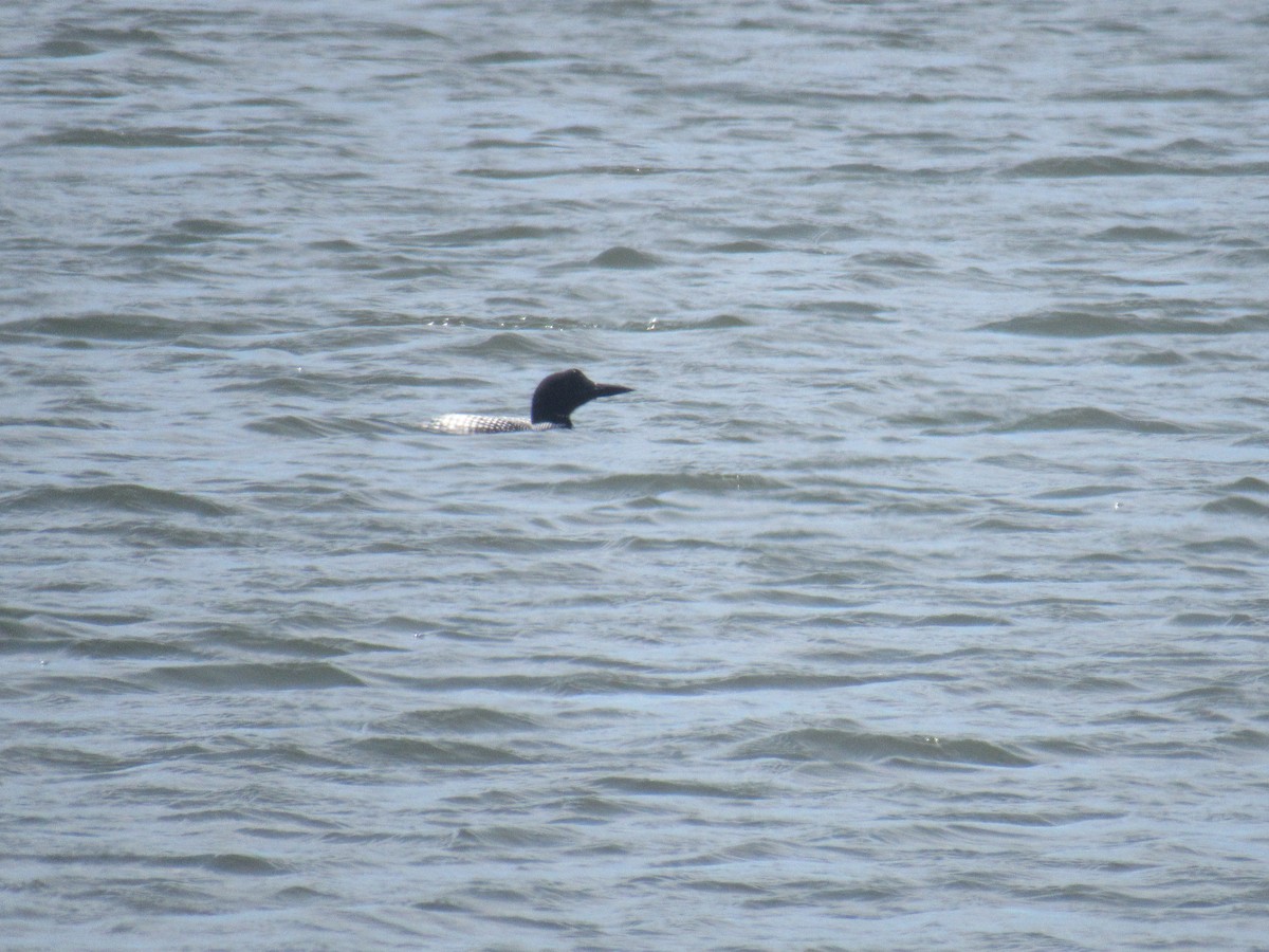 Common Loon - ML149739911