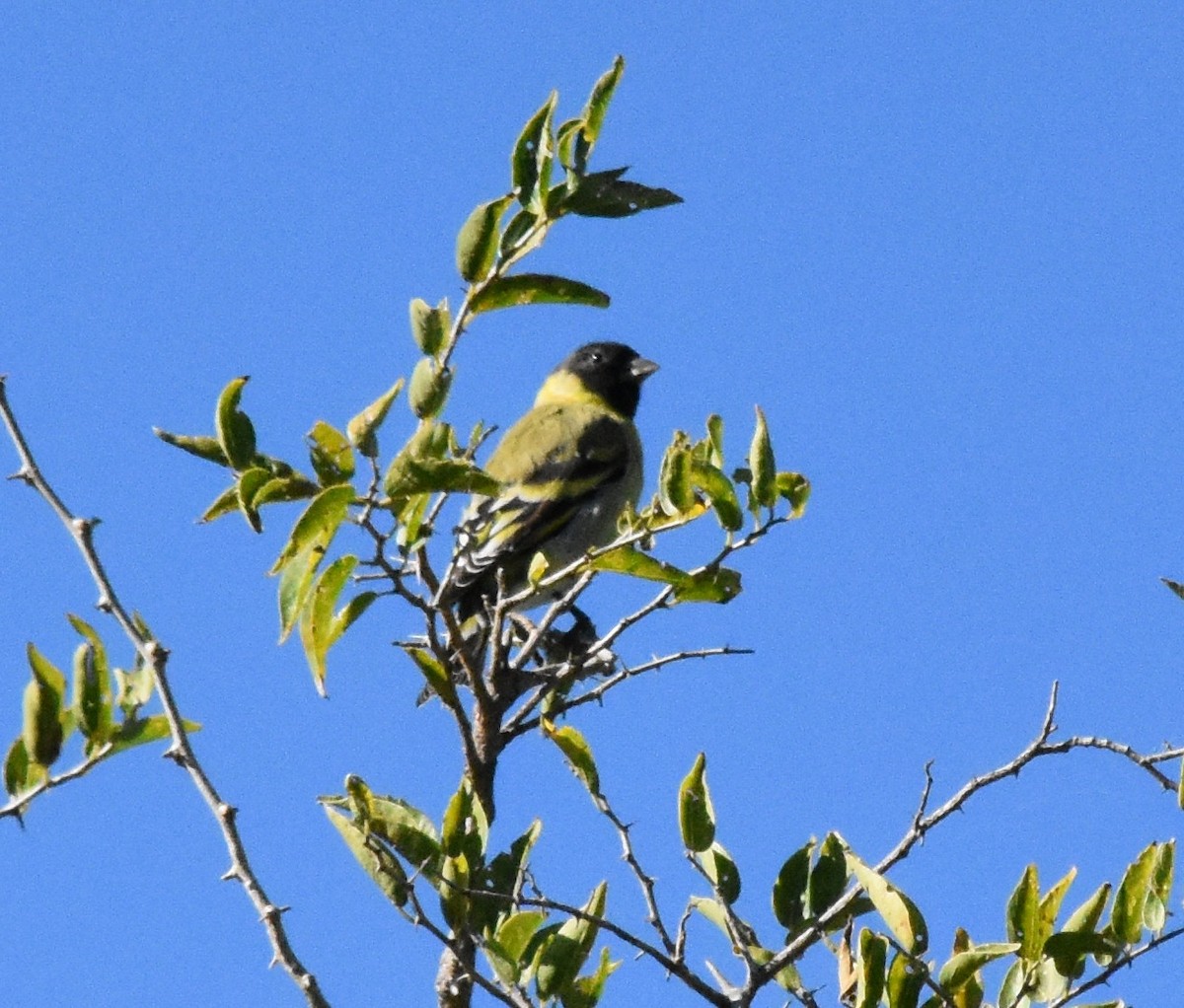 Hooded Siskin - ML149740601