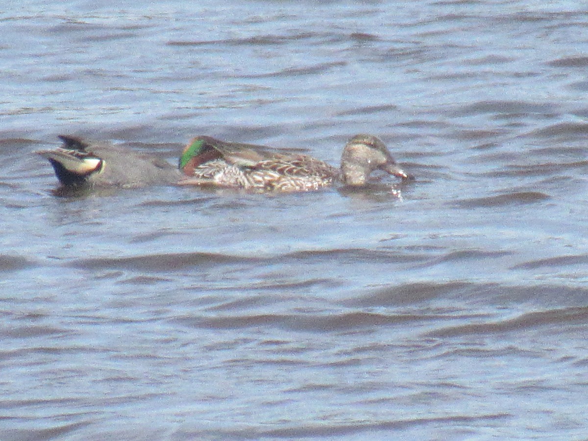Green-winged Teal - ML149740821