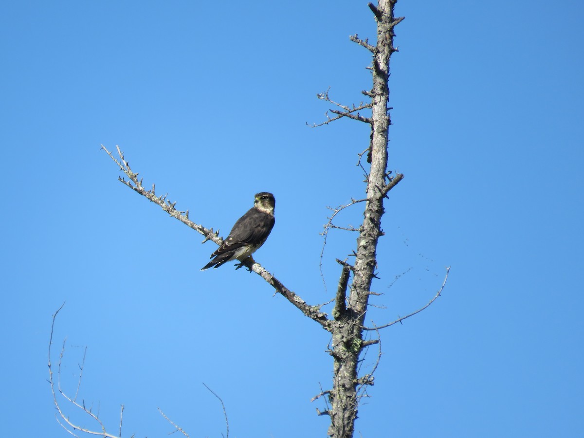 Підсоколик малий - ML149740941