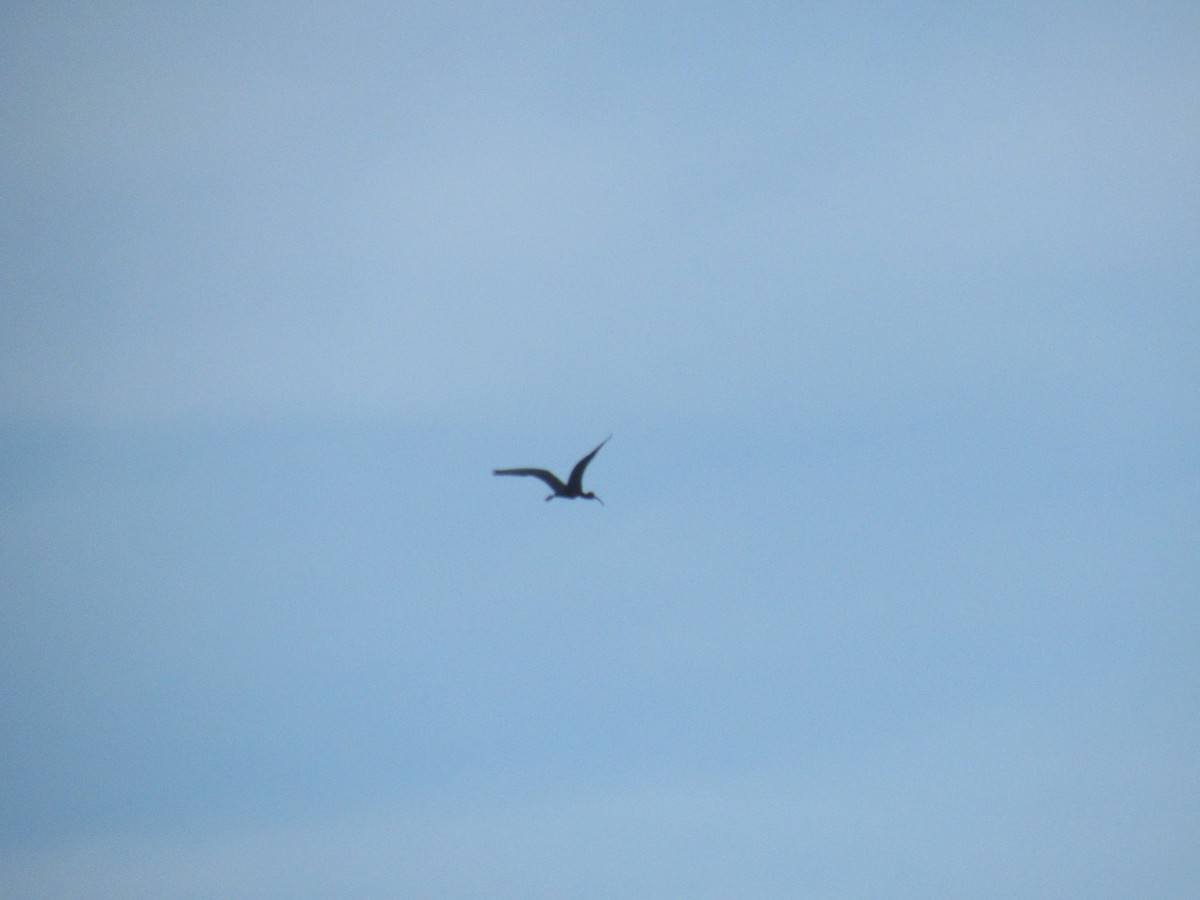 ibis hnědý - ML149741131