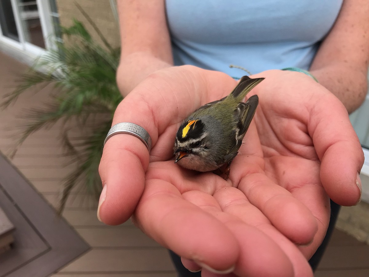 Golden-crowned Kinglet - ML149741181