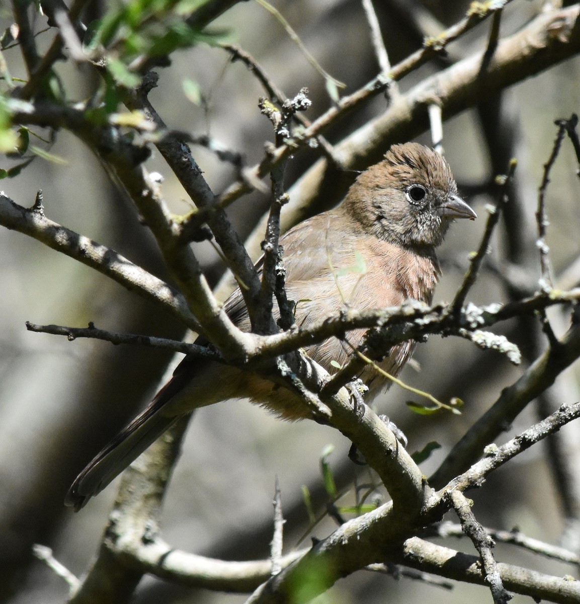 Red-crested Finch - ML149741301