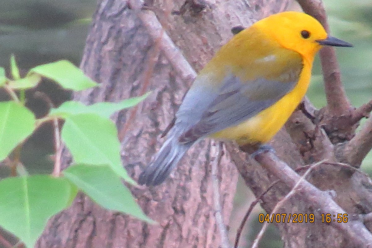Prothonotary Warbler - ML149741881
