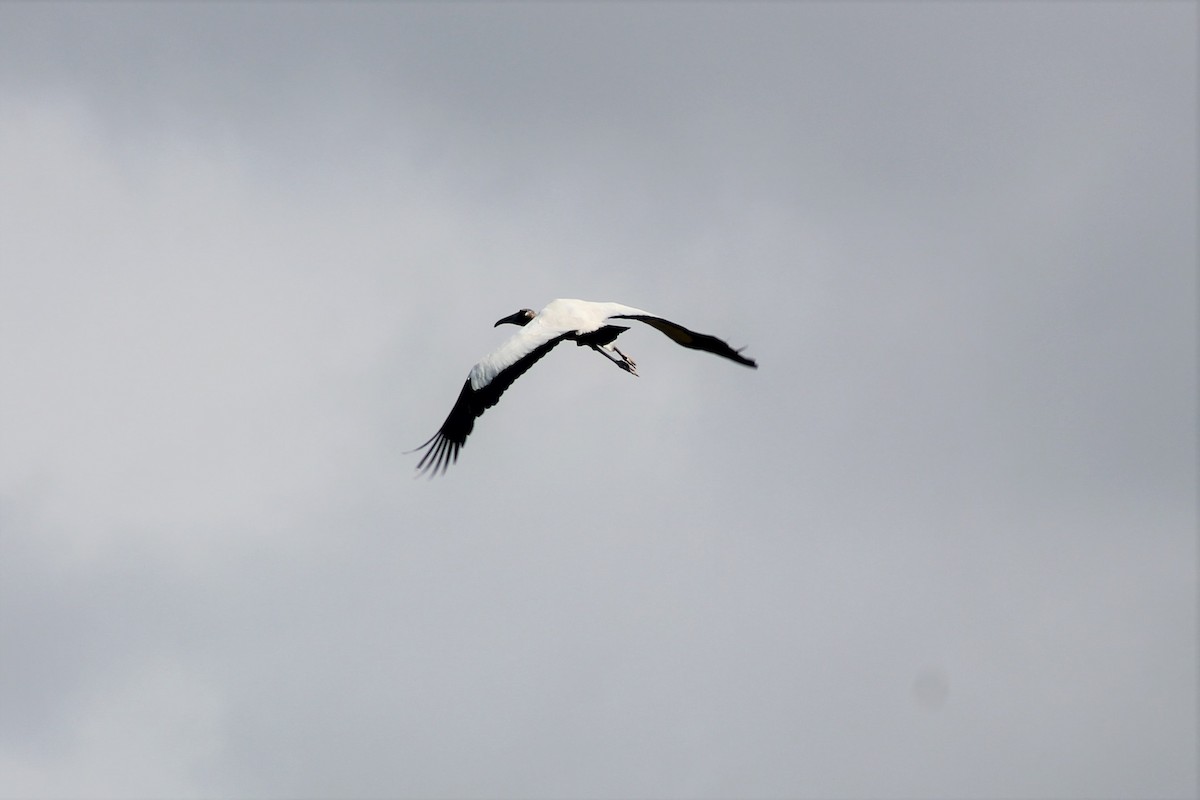 Wood Stork - ML149742221