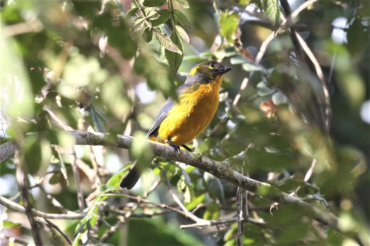 Lacrimose Mountain Tanager - ML149743671