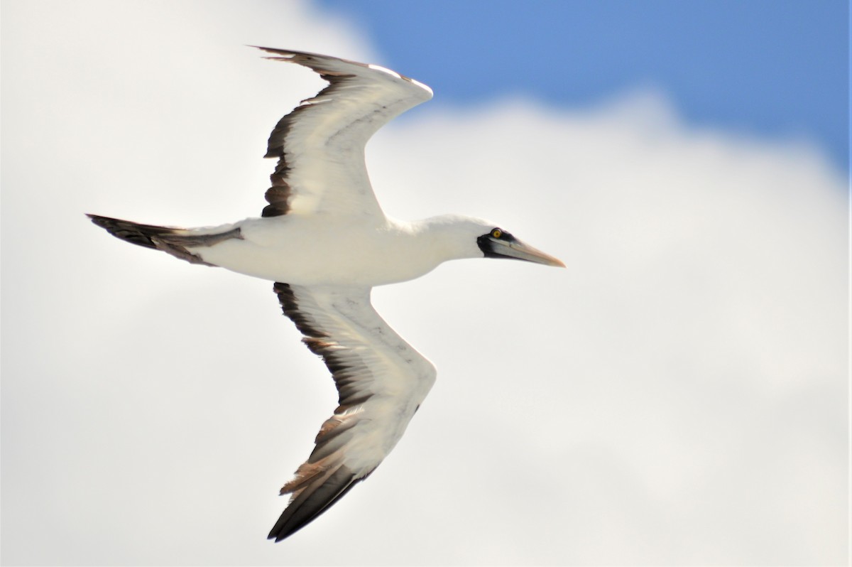 Masked Booby - ML149745111