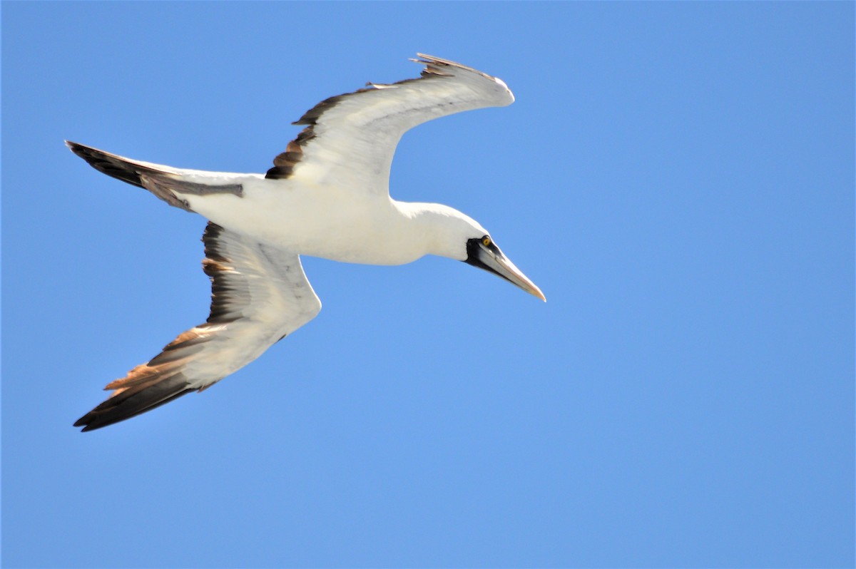 Masked Booby - ML149745181