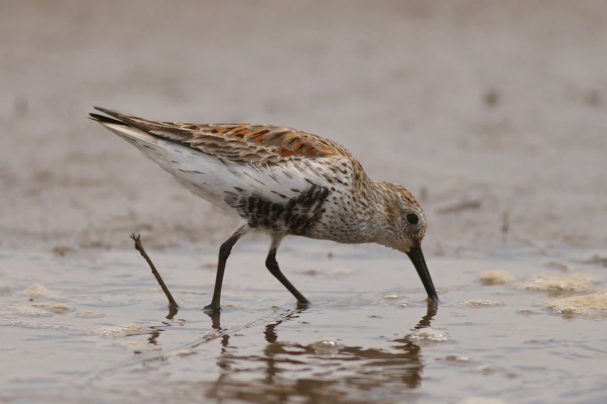 Dunlin - ML149745231