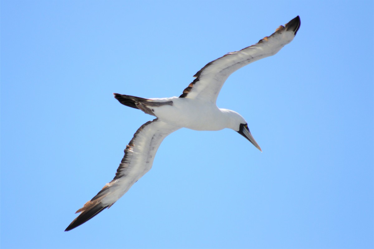 Masked Booby - ML149745241